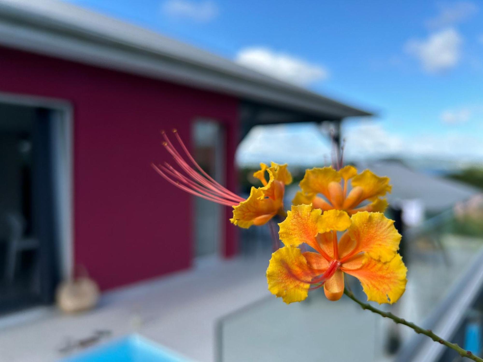 La Villa Jalna Grenadine Deux Chambres Et Piscine Privee Les Trois-Ilets Eksteriør billede